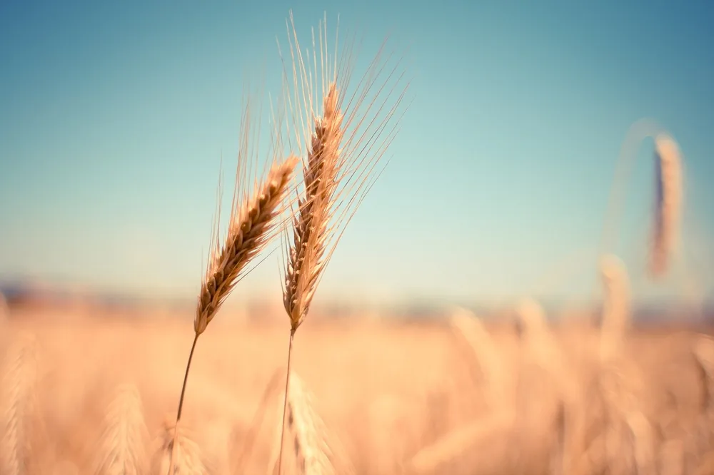 Spighe di grano, simbolo di serenità e memoria